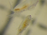 Acartia (Acartiura) hudsonica
