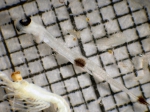 Osmeriformes
