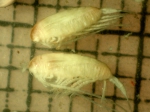 Crustacea (crustaceans)