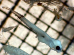 Citharichthys stigmaeus