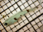 Citharichthys sordidus