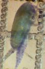 Clausocalanus lividus