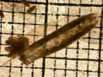 Dimophyes arctica Dimophyes arctica