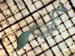 Euphysora Euphysora