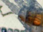 Gaetanus minutus