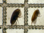 Paracalanus parvus and P. indicus