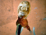 Lepeophtheirus salmonis