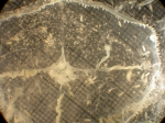 Mitrocoma cellularia Mitrocoma cellularia