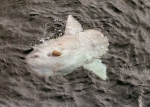 Mola