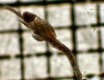 Nematoscelis