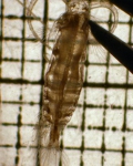 Neocalanus cristatus