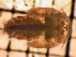 Pandaridae