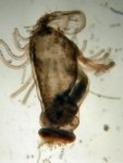 Phoronida (Horseshoe worms)