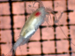Pleuromamma scutullata