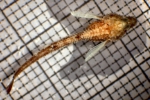 Agonidae