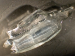 Siphonophorae Siphonophorae