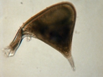Phaeodarea