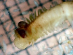 Rhynchonerella angelini Rhynchonerella angelini