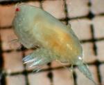 Scottocalanus persecans