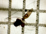 Lensia subtiloides Lensia subtiloides