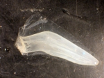 Sulculeolaria Sulculeolaria