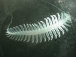 Tomopteris (Johnstonella) pacifica Tomopteris (Johnstonella) pacifica