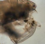 Tortanus