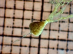 Phaeodarea