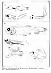 Salmoniformes Salmoniformes
