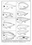 Pleuronectiformes