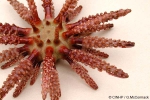 Chondrocidaris gigantea Chondrocidaris gigantea