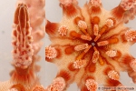 Chondrocidaris gigantea Chondrocidaris gigantea