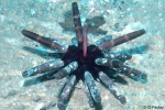 Phyllacanthus imperialis Phyllacanthus imperialis