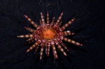 Parasalenia poehlii Parasalenia poehlii