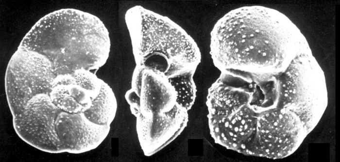 Globorotalia cavernula Globorotalia cavernula