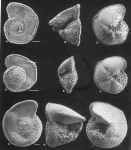 Globorotalia truncatulinoides