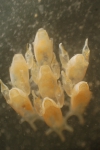 Beania erecta, East Weddell Sea, 2008 Beania erecta, East Weddell Sea, 2008