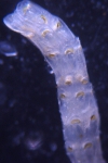 Cellaria coronata, East Weddell Sea, 2008 Cellaria coronata, East Weddell Sea, 2008