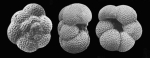 Neogloboquadrina dutertrei