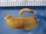 Cephalorhyncha