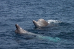 Northern bottlenose whales spyhopping