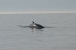 Fin whale surfacing