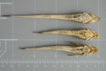 Alligatorfishes - comparison (ventral)