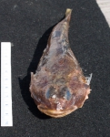 Gymnocanthus tricuspis - head view
