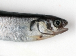 Gaidropsarus argentatus - head