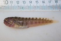 Anarhichas lupus - smaller juvenile
