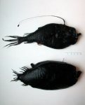 Lophiiformes
