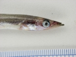 Ammodytes - sand lance (head view)