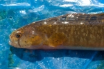 Pholis gunnellus (head)