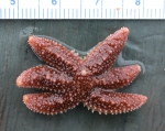 Leptasterias - small sea star Leptasterias - small sea star